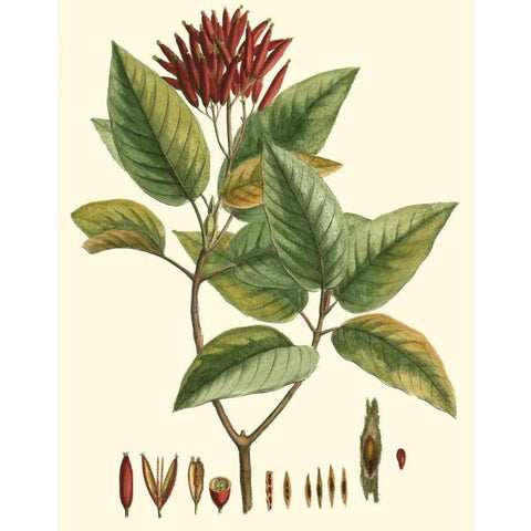 Crimson Botanical IV Black Modern Wood Framed Art Print by Hierseman