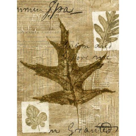 Leaf Collage II Black Modern Wood Framed Art Print with Double Matting by Archie, K.