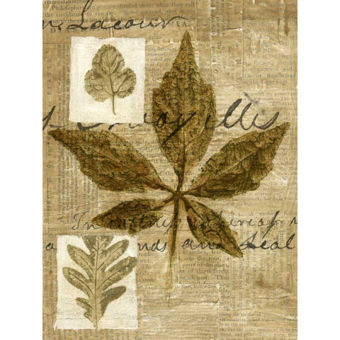 Leaf Collage III Black Modern Wood Framed Art Print with Double Matting by Archie, K.