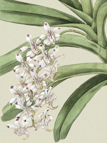 Small Orchid Blooms I White Modern Wood Framed Art Print with Double Matting by Vision Studio