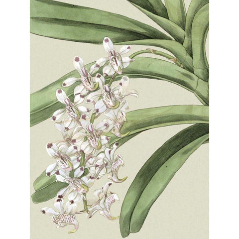Small Orchid Blooms I Gold Ornate Wood Framed Art Print with Double Matting by Vision Studio
