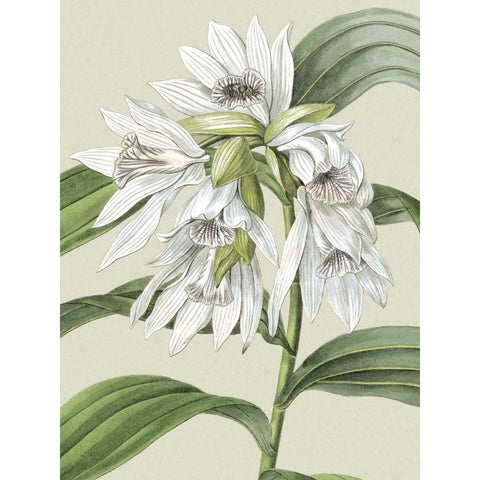 Small Orchid Blooms III Gold Ornate Wood Framed Art Print with Double Matting by Vision Studio