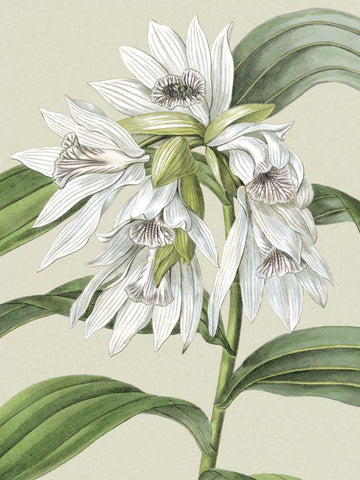 Small Orchid Blooms III White Modern Wood Framed Art Print with Double Matting by Vision Studio