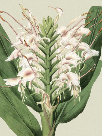 Small Orchid Blooms IV White Modern Wood Framed Art Print with Double Matting by Vision Studio