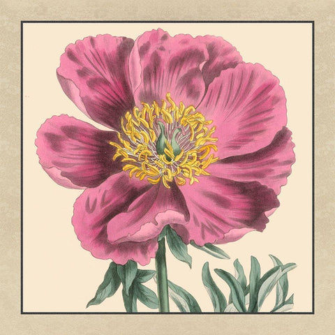 Small Peony Collection III Black Modern Wood Framed Art Print with Double Matting by Vision Studio