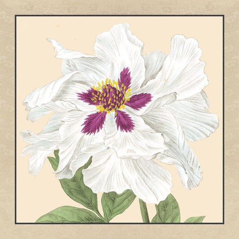 Small Peony Collection IV White Modern Wood Framed Art Print with Double Matting by Vision Studio