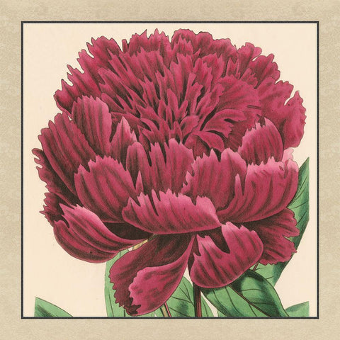 Small Peony Collection V Black Ornate Wood Framed Art Print with Double Matting by Vision Studio