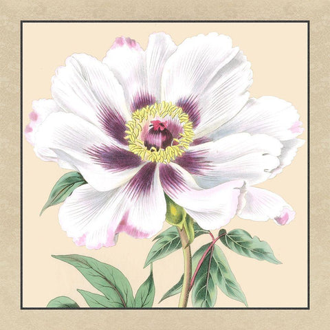 Small Peony Collection VI Black Ornate Wood Framed Art Print with Double Matting by Vision Studio