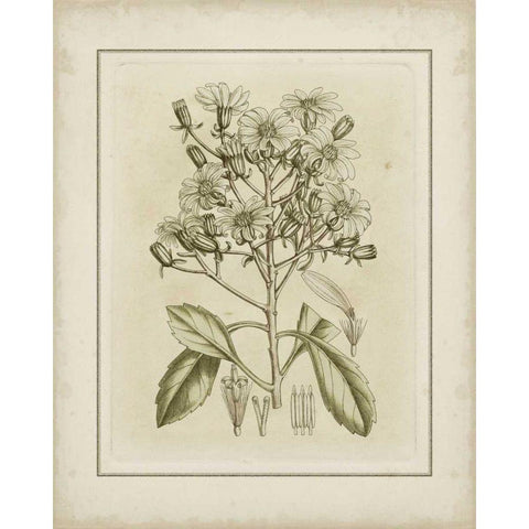 Small Tinted Botanical I Gold Ornate Wood Framed Art Print with Double Matting by Curtis