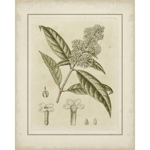 Small Tinted Botanical II White Modern Wood Framed Art Print by Curtis