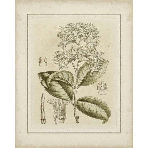 Small Tinted Botanical III Gold Ornate Wood Framed Art Print with Double Matting by Curtis