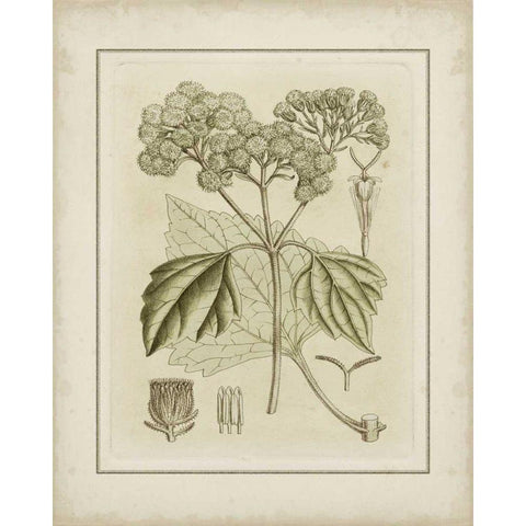 Small Tinted Botanical IV Gold Ornate Wood Framed Art Print with Double Matting by Curtis