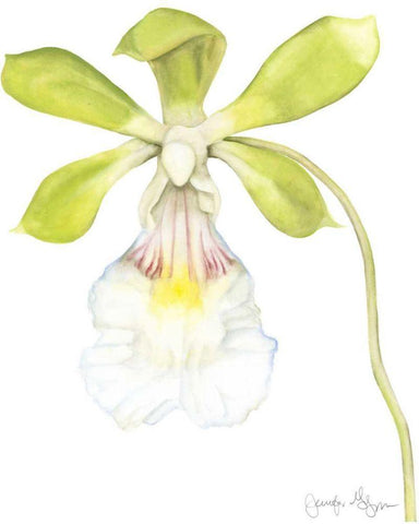 Small Orchid Beauty I White Modern Wood Framed Art Print with Double Matting by Goldberger, Jennifer