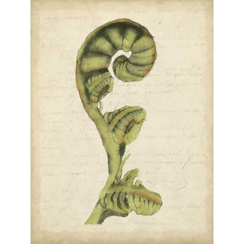 Small Fiddlehead Ferns I Black Modern Wood Framed Art Print with Double Matting by Goldberger, Jennifer