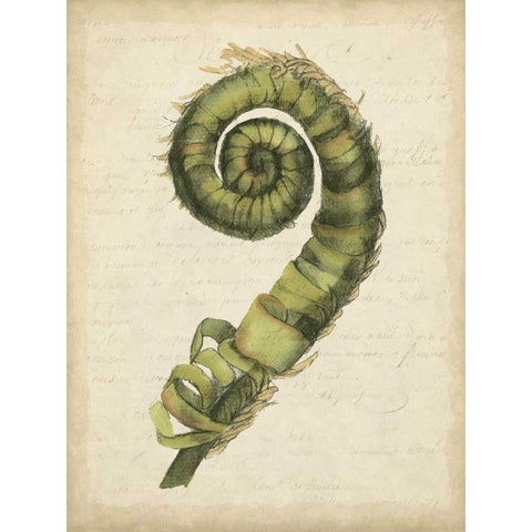 Small Fiddlehead Ferns II White Modern Wood Framed Art Print by Goldberger, Jennifer