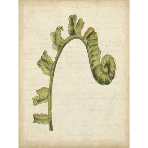 Small Fiddlehead Ferns III Gold Ornate Wood Framed Art Print with Double Matting by Goldberger, Jennifer