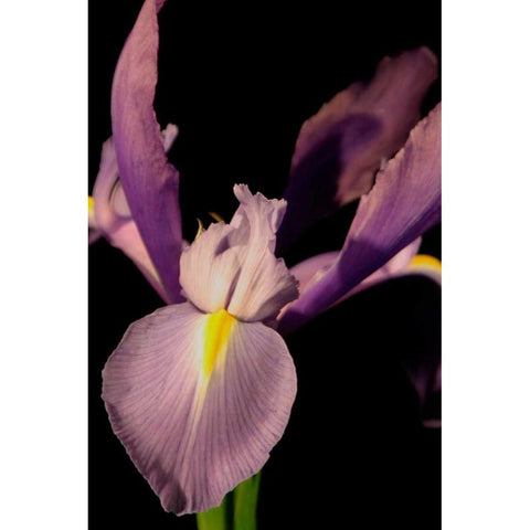 Small Sweet Iris I White Modern Wood Framed Art Print by Stramel, Renee W.