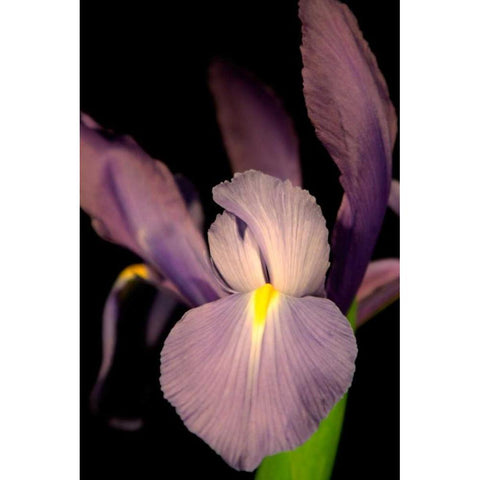 Small Sweet Iris II Gold Ornate Wood Framed Art Print with Double Matting by Stramel, Renee W.
