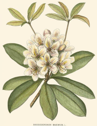 Rhododendron White Modern Wood Framed Art Print with Double Matting by Silva, John