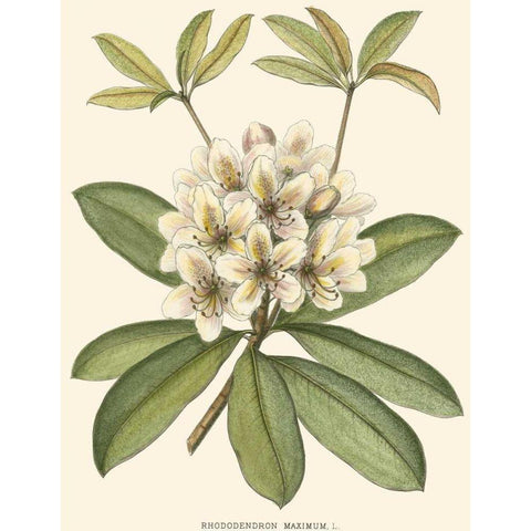 Rhododendron White Modern Wood Framed Art Print by Silva, John