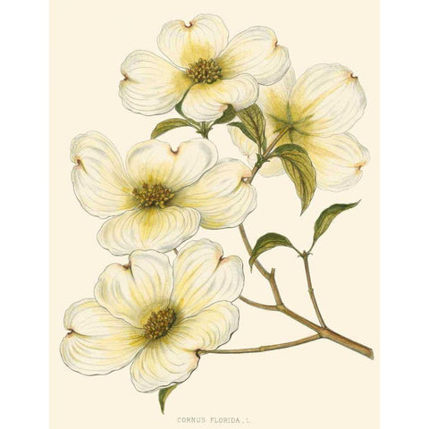 Dogwood Gold Ornate Wood Framed Art Print with Double Matting by Silva, John
