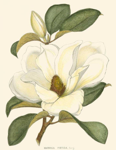 Magnolia Black Ornate Wood Framed Art Print with Double Matting by Silva, John