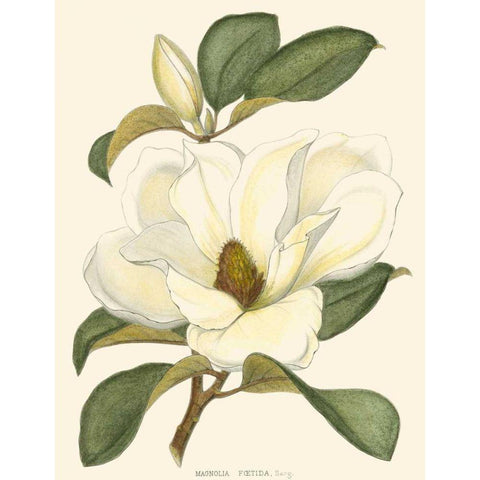 Magnolia Gold Ornate Wood Framed Art Print with Double Matting by Silva, John
