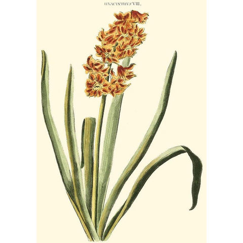 Antique Hyacinth VIII Black Modern Wood Framed Art Print by Trew, Christopher J.