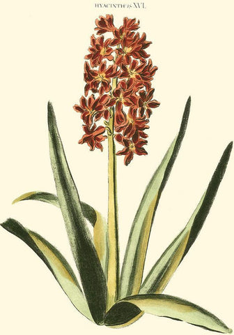 Antique Hyacinth XVI Black Ornate Wood Framed Art Print with Double Matting by Trew, Christopher J.