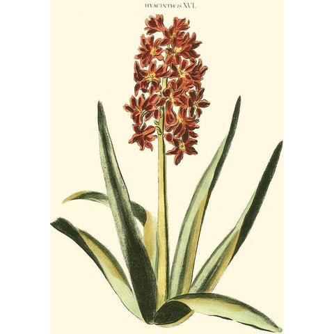 Antique Hyacinth XVI White Modern Wood Framed Art Print by Trew, Christopher J.