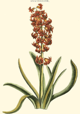 Antique Hyacinth VII Black Ornate Wood Framed Art Print with Double Matting by Trew, Christopher J.