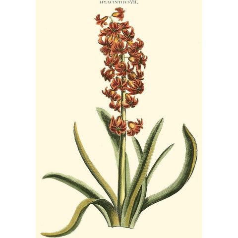 Antique Hyacinth VII White Modern Wood Framed Art Print by Trew, Christopher J.