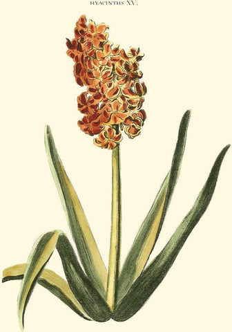 Antique Hyacinth XV Black Ornate Wood Framed Art Print with Double Matting by Trew, Christopher J.