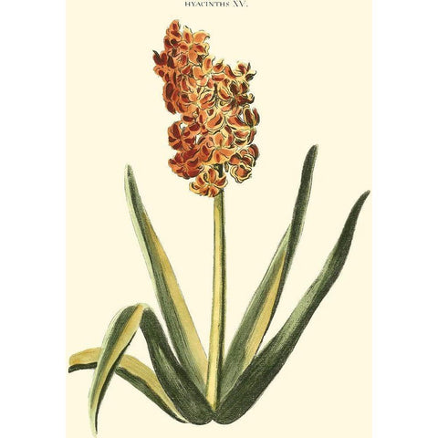 Antique Hyacinth XV Black Modern Wood Framed Art Print by Trew, Christopher J.