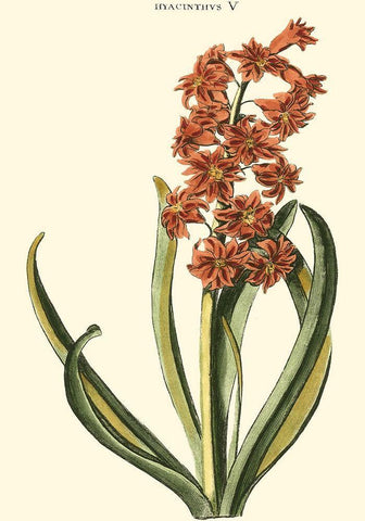Antique Hyacinth V White Modern Wood Framed Art Print with Double Matting by Trew, Christopher J.