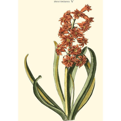 Antique Hyacinth V Black Modern Wood Framed Art Print by Trew, Christopher J.