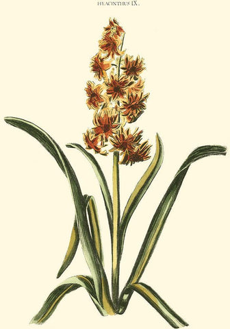 Antique Hyacinth IX Black Ornate Wood Framed Art Print with Double Matting by Trew, Christopher J.
