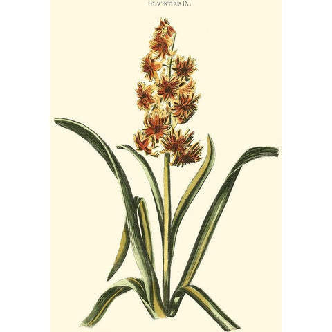 Antique Hyacinth IX Black Modern Wood Framed Art Print by Trew, Christopher J.