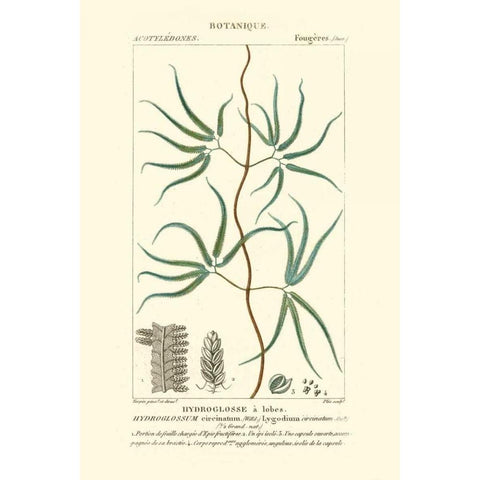 Turpin Botany II White Modern Wood Framed Art Print by Turpin