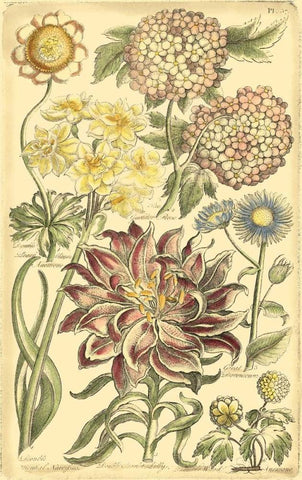 Floral Bounty I Black Ornate Wood Framed Art Print with Double Matting by Vision Studio