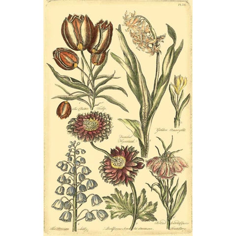 Floral Bounty II Black Modern Wood Framed Art Print with Double Matting by Vision Studio