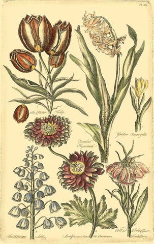 Floral Bounty II White Modern Wood Framed Art Print with Double Matting by Vision Studio