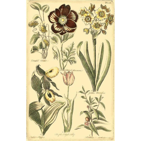 Floral Bounty III Black Modern Wood Framed Art Print with Double Matting by Vision Studio