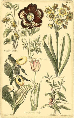 Floral Bounty III Black Ornate Wood Framed Art Print with Double Matting by Vision Studio