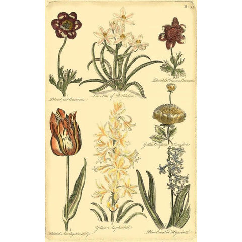 Floral Bounty IV Gold Ornate Wood Framed Art Print with Double Matting by Vision Studio