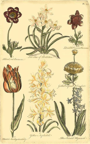 Floral Bounty IV White Modern Wood Framed Art Print with Double Matting by Vision Studio