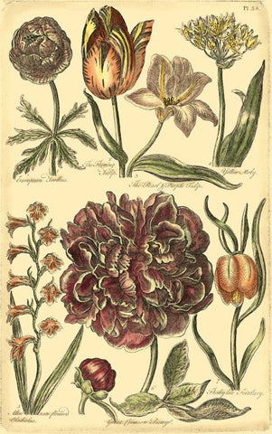 Floral Bounty V Black Ornate Wood Framed Art Print with Double Matting by Vision Studio