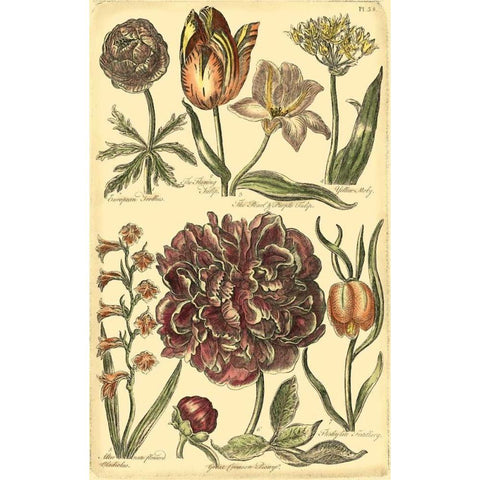 Floral Bounty V Gold Ornate Wood Framed Art Print with Double Matting by Vision Studio