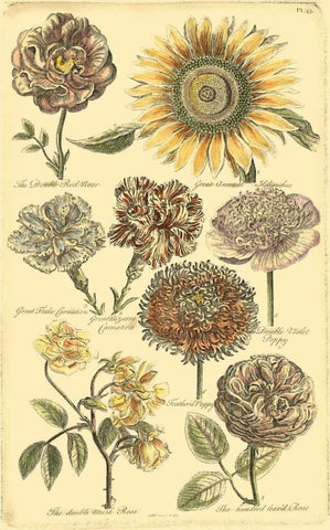 Floral Bounty VI White Modern Wood Framed Art Print with Double Matting by Vision Studio