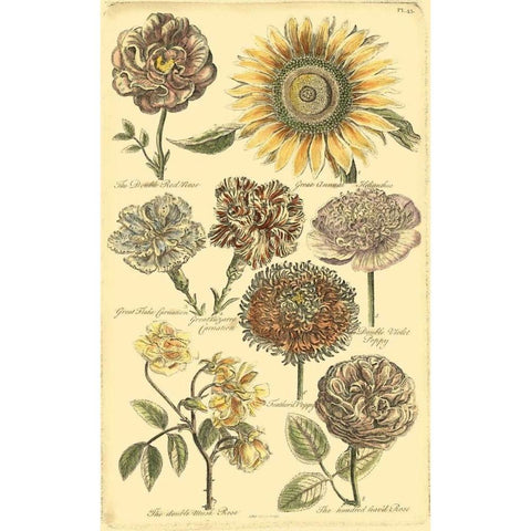 Floral Bounty VI Black Modern Wood Framed Art Print with Double Matting by Vision Studio